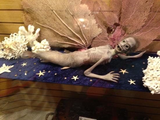 Discoversea Shipwreck Museum